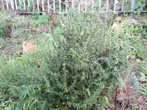 Image of Asparagus africanus by (c) De Waal Hugo, some rights reserved (CC BY)