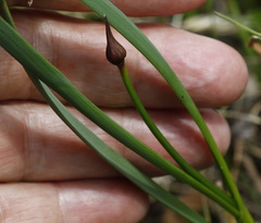 Allium strictum