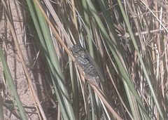 Physeema quadricincta