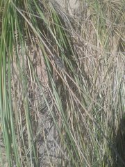 Physeema quadricincta