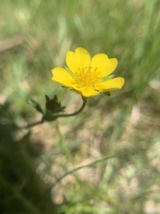 Potentilla aurea