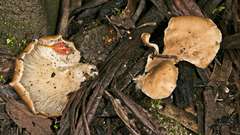 Hohenbuehelia clelandii