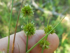 Juncus brachycarpus