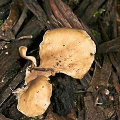 Hohenbuehelia clelandii