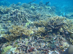 Acropora cervicornis