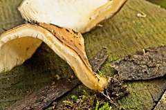 Hohenbuehelia clelandii