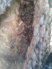 Nasutitermes exitiosus