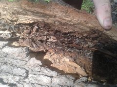 Nasutitermes exitiosus