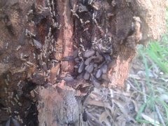 Nasutitermes exitiosus