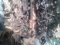 Nasutitermes exitiosus