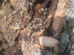 Nasutitermes exitiosus