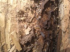 Nasutitermes exitiosus