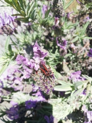 Rhynocoris iracundus