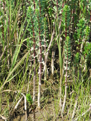 Hippuris tetraphylla