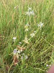 Eryngium hookeri
