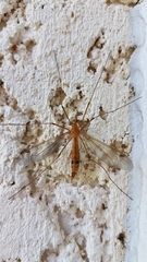 Tipula lunata