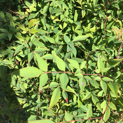 Nandina domestica