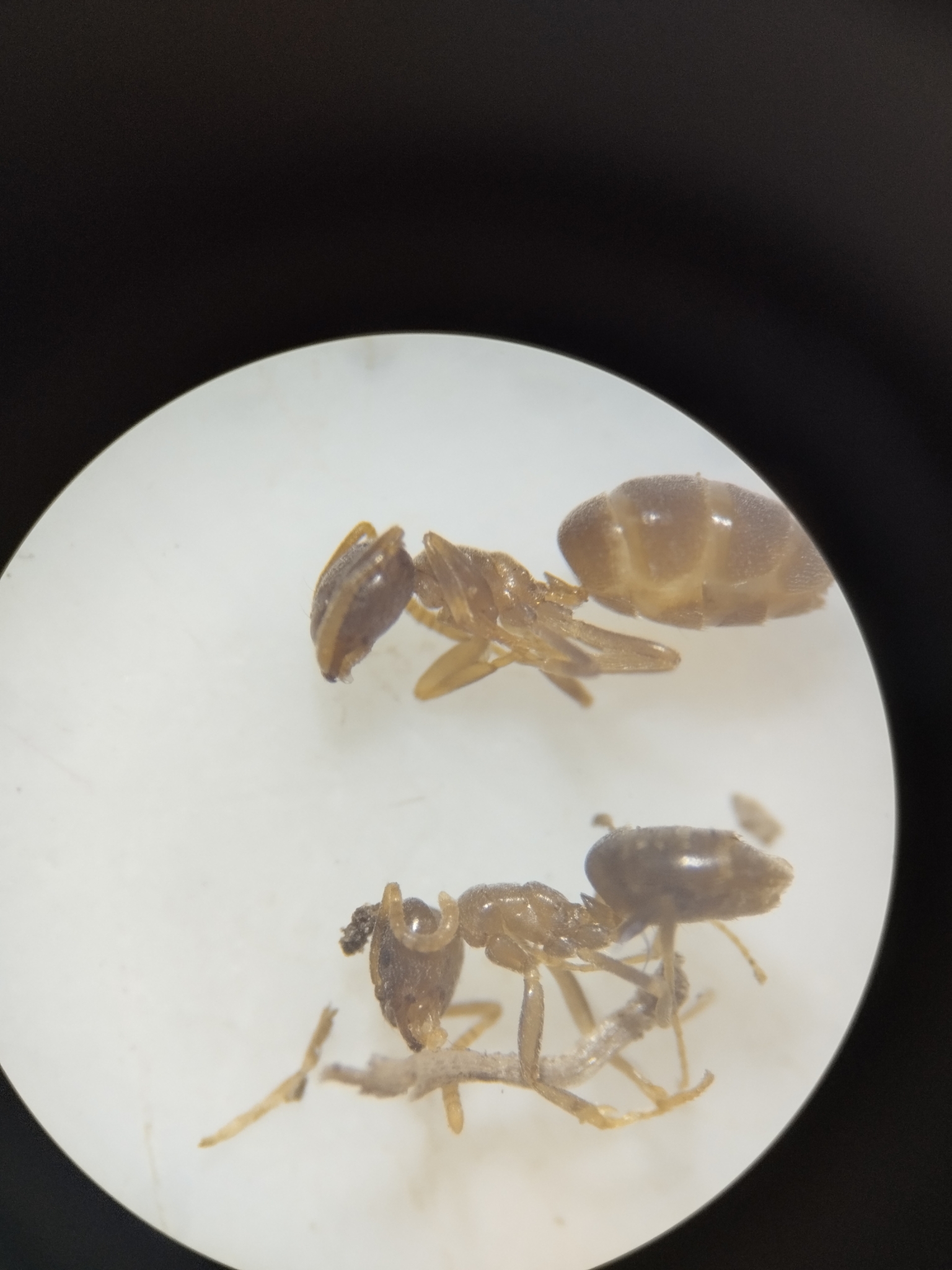 Bothriomyrmex corsicus