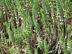 Hippuris tetraphylla