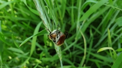 Chaetopteroplia segetum