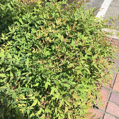 Nandina domestica