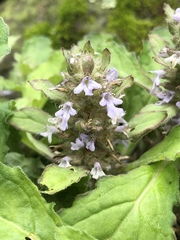 Ajuga taiwanensis