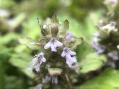 Ajuga taiwanensis