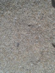 Phycosecis ammophilus