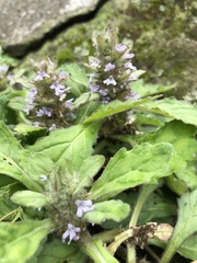 Ajuga taiwanensis