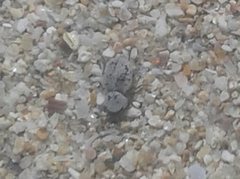 Phycosecis ammophilus