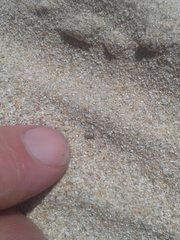 Phycosecis ammophilus