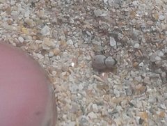 Phycosecis ammophilus