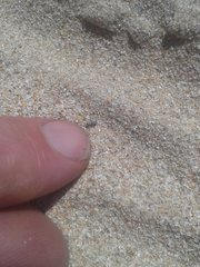 Phycosecis ammophilus