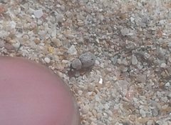 Phycosecis ammophilus