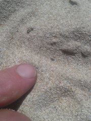 Phycosecis ammophilus