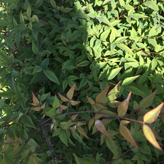 Nandina domestica