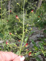 Scrophularia desertorum
