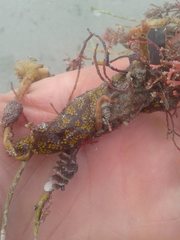 Botryllus