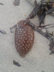 Botryllus