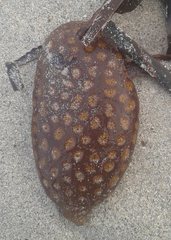 Botryllus