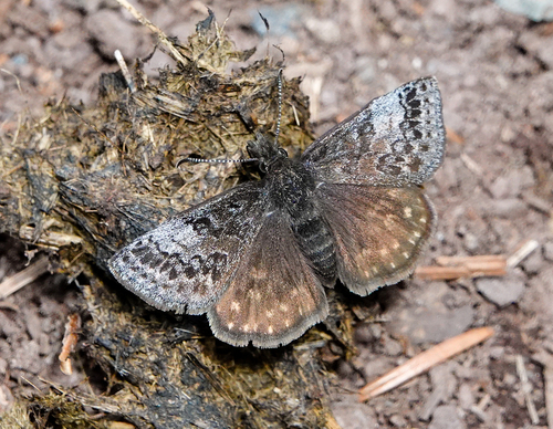 Dreamy Duskywing