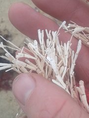 Amphiroa