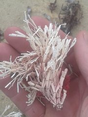 Amphiroa