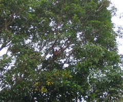 Nasalis larvatus