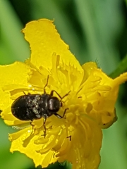 Buprestinae