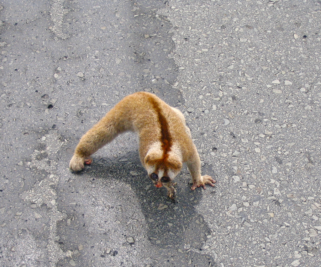 Philippine Slow Loris