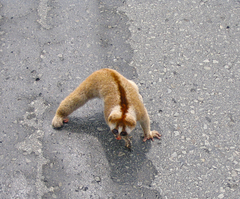 Philippine Slow Loris photo 3