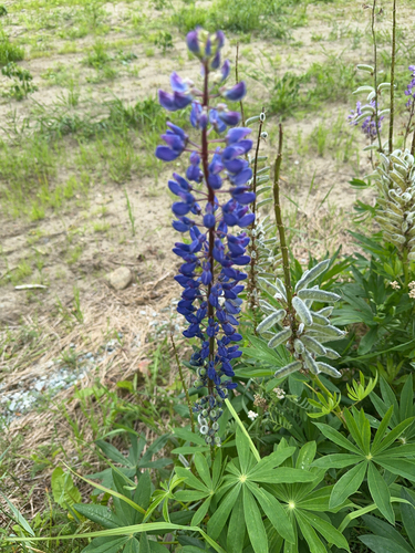 Large-leaved lupine