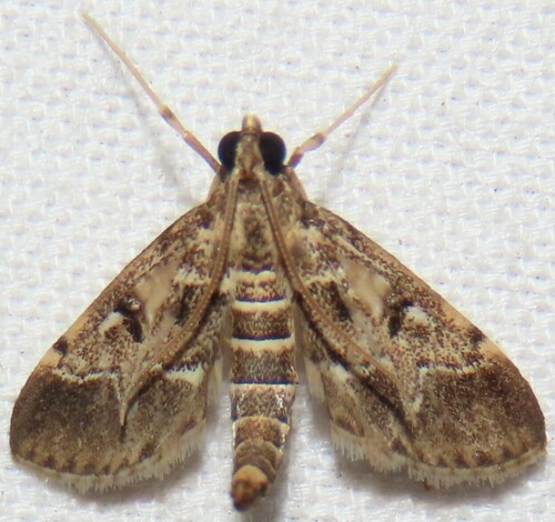 European Pepper Moth photo 3