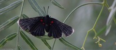 Melanis acroleuca huasteca